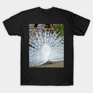 White Peacock T-Shirt